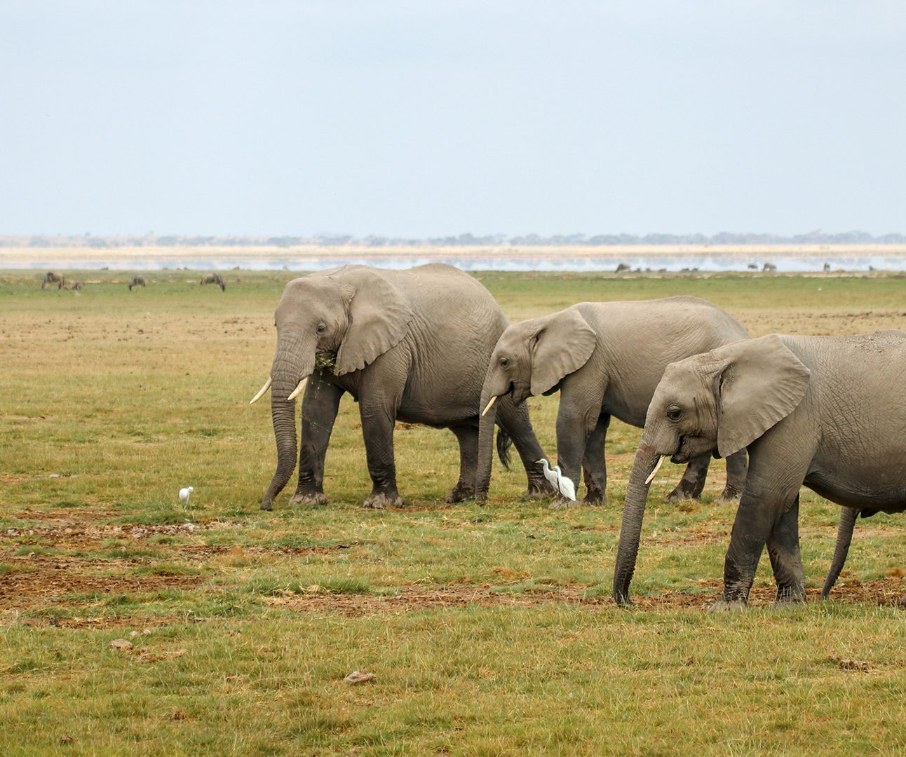 Three adult elephants and one young elephant walking across a grassy landscape in Amboseli, Kenya