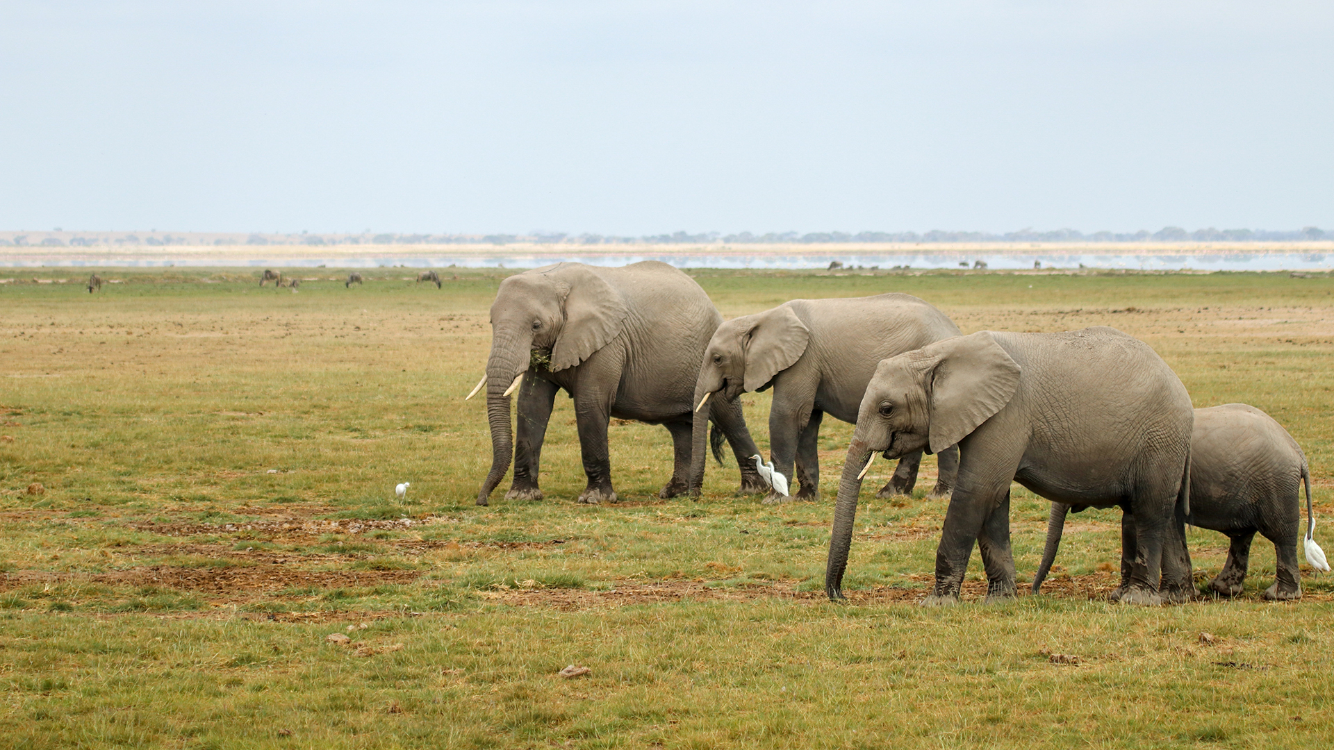 Three adult elephants and one young elephant walking across a grassy landscape in Amboseli, Kenya