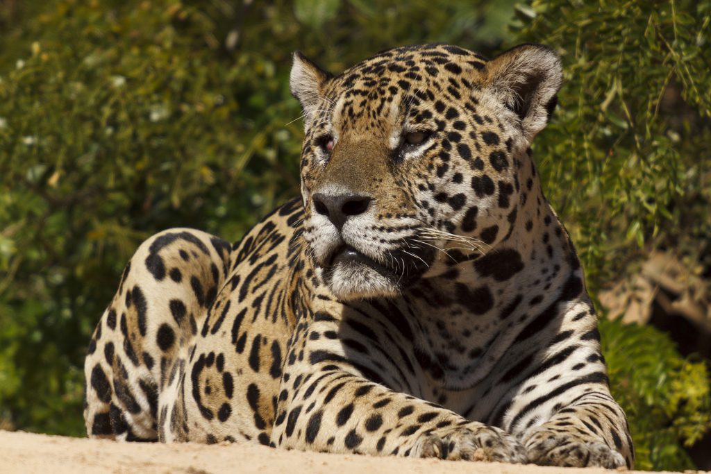 Rica White Leopard Rica White Leopard