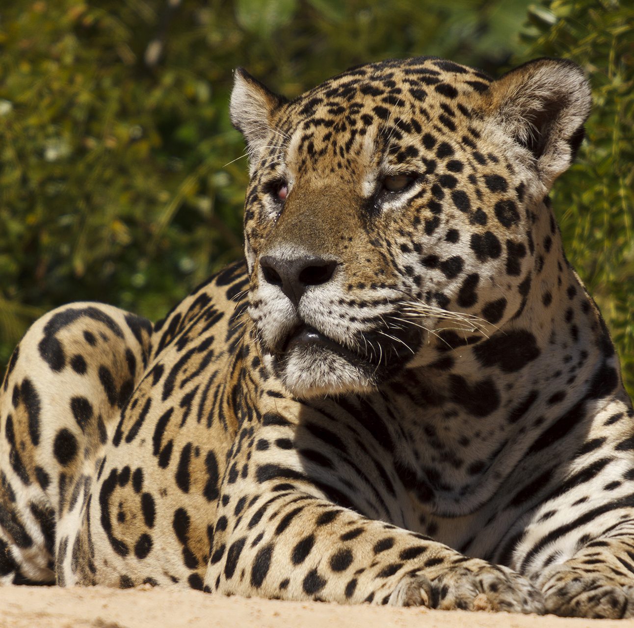 A jaguar lying down with head up facing to the left