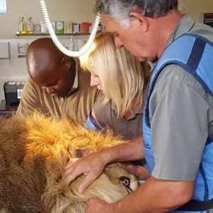 Dr Johan Joubert and team operating on a lion