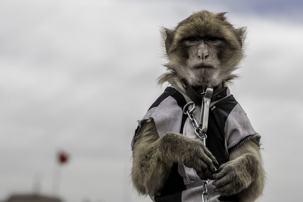 A macaque monkey dressed in a t-shirt with a heavy chain around its neck
