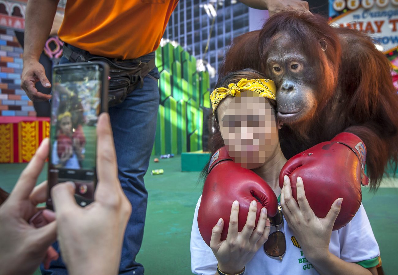 A woman poses for a photo with an orangutan wearing boxing gloves