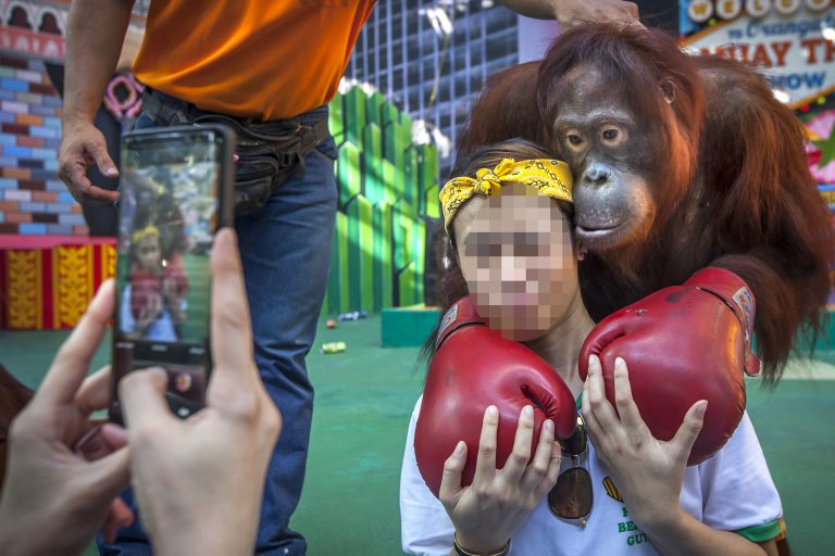 Orangutan photo prop, Thailand © Aaron Gekoski, Caters News