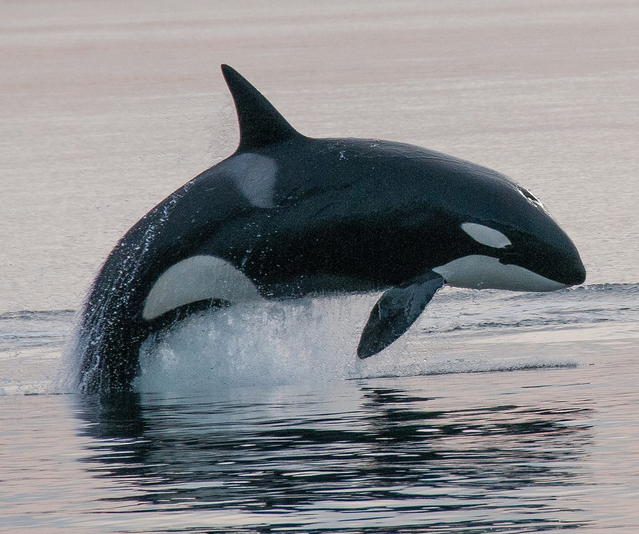 An orca leaping out of the water