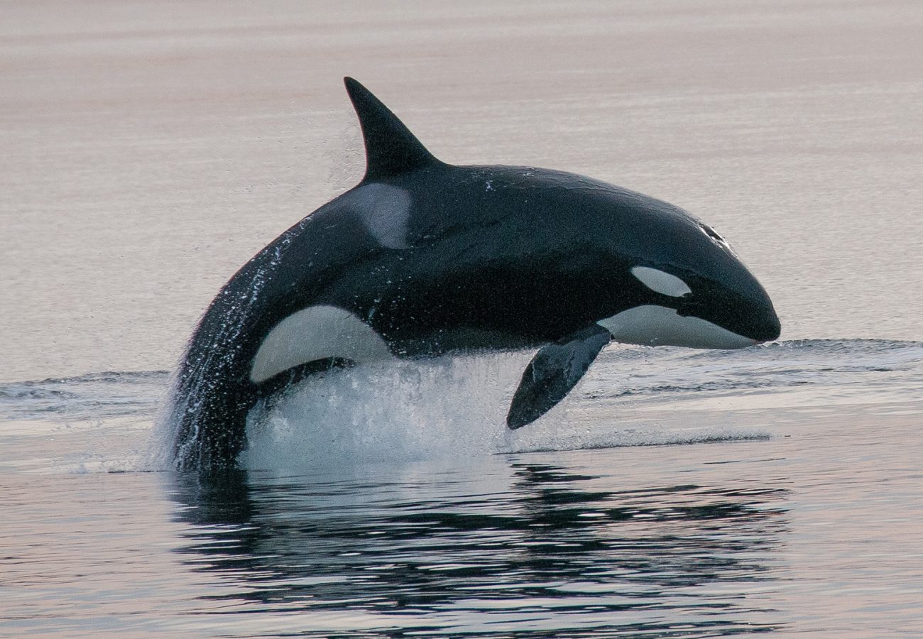 An orca leaping out of the water