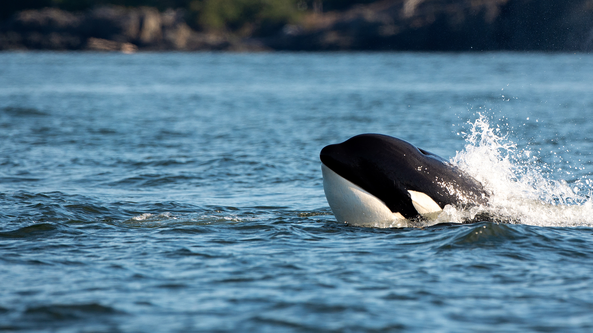 A transient Orca whale or killer whale jumping out of water in Orcinus orca, Vancouver Island, Canada