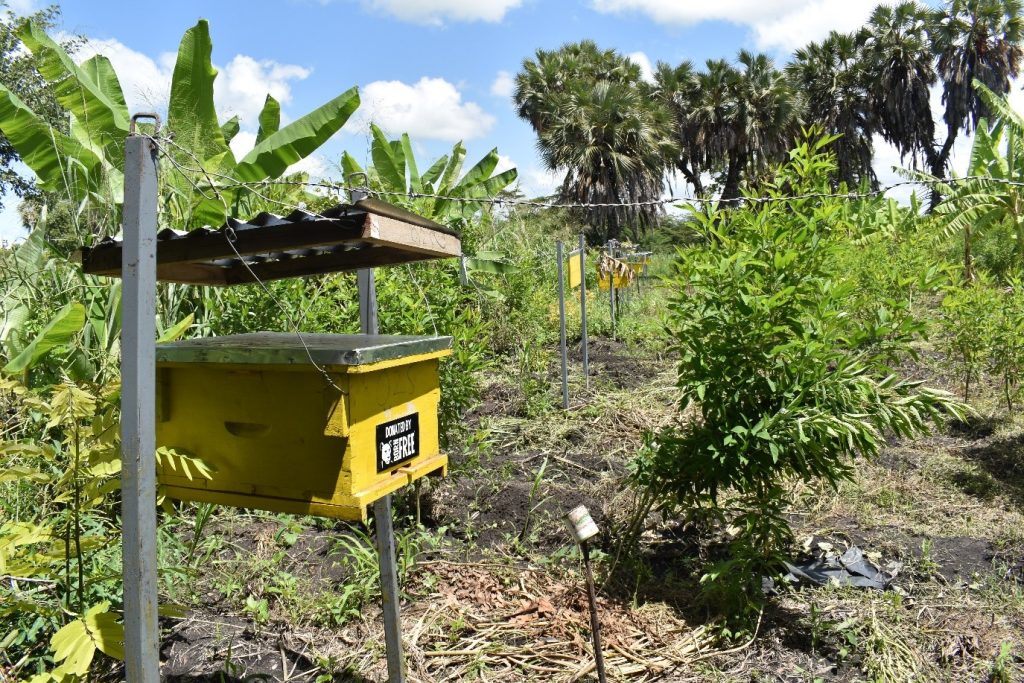 A yellow beehive being used to create a fence to protect crops from elephants
