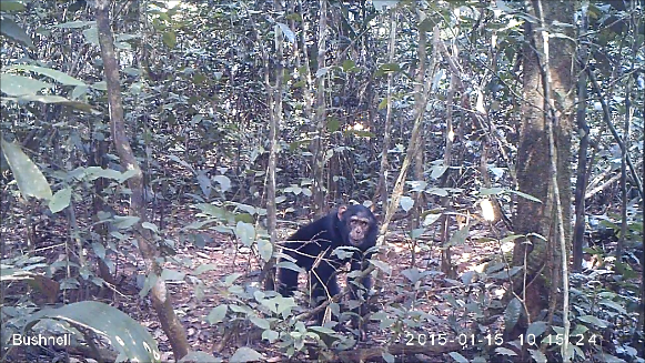 A central chimpanzee in the forest of the Dja reserve