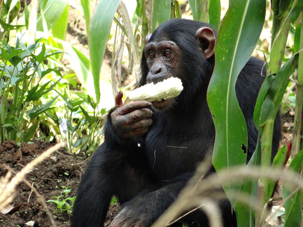 Juvenile chimpanzee eating a maize cob 