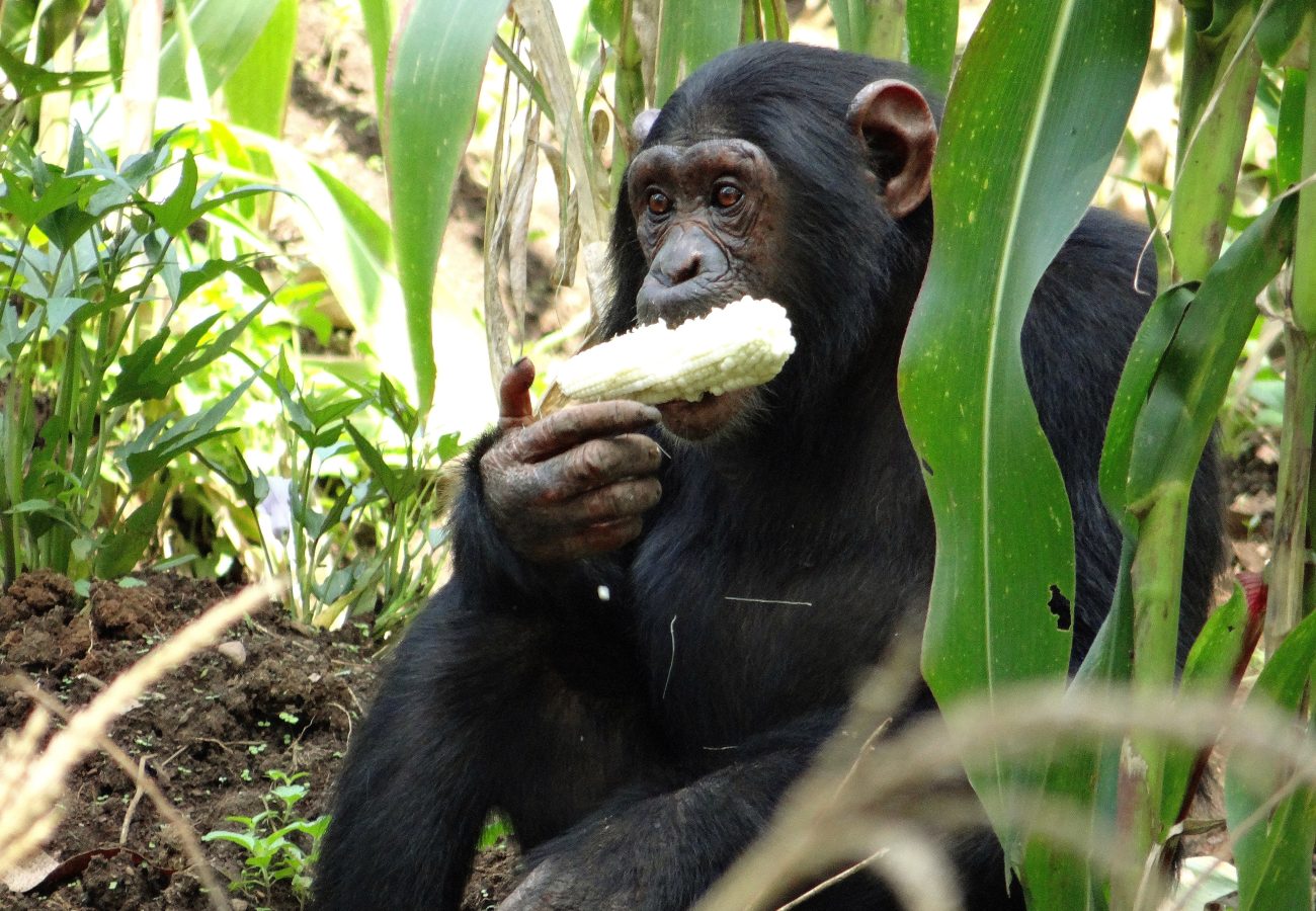 Juvenile chimpanzee eating a maize cob