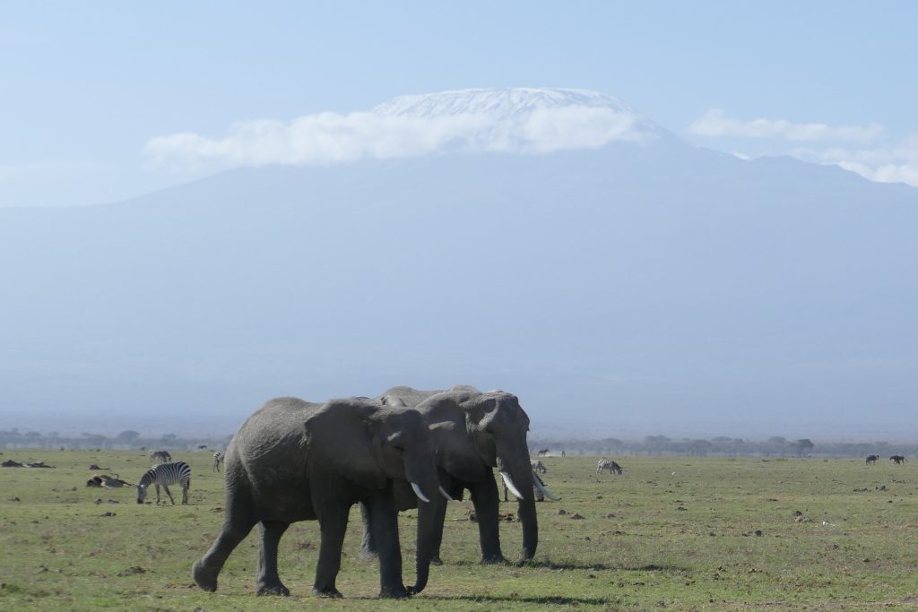 Edwina and Elisnore the African elephants with Kilimanjaro in the Background
