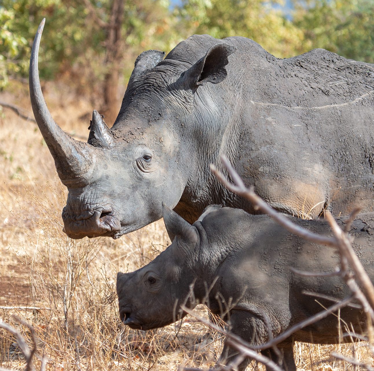 An adult and baby rhino walking together in Meru National Park