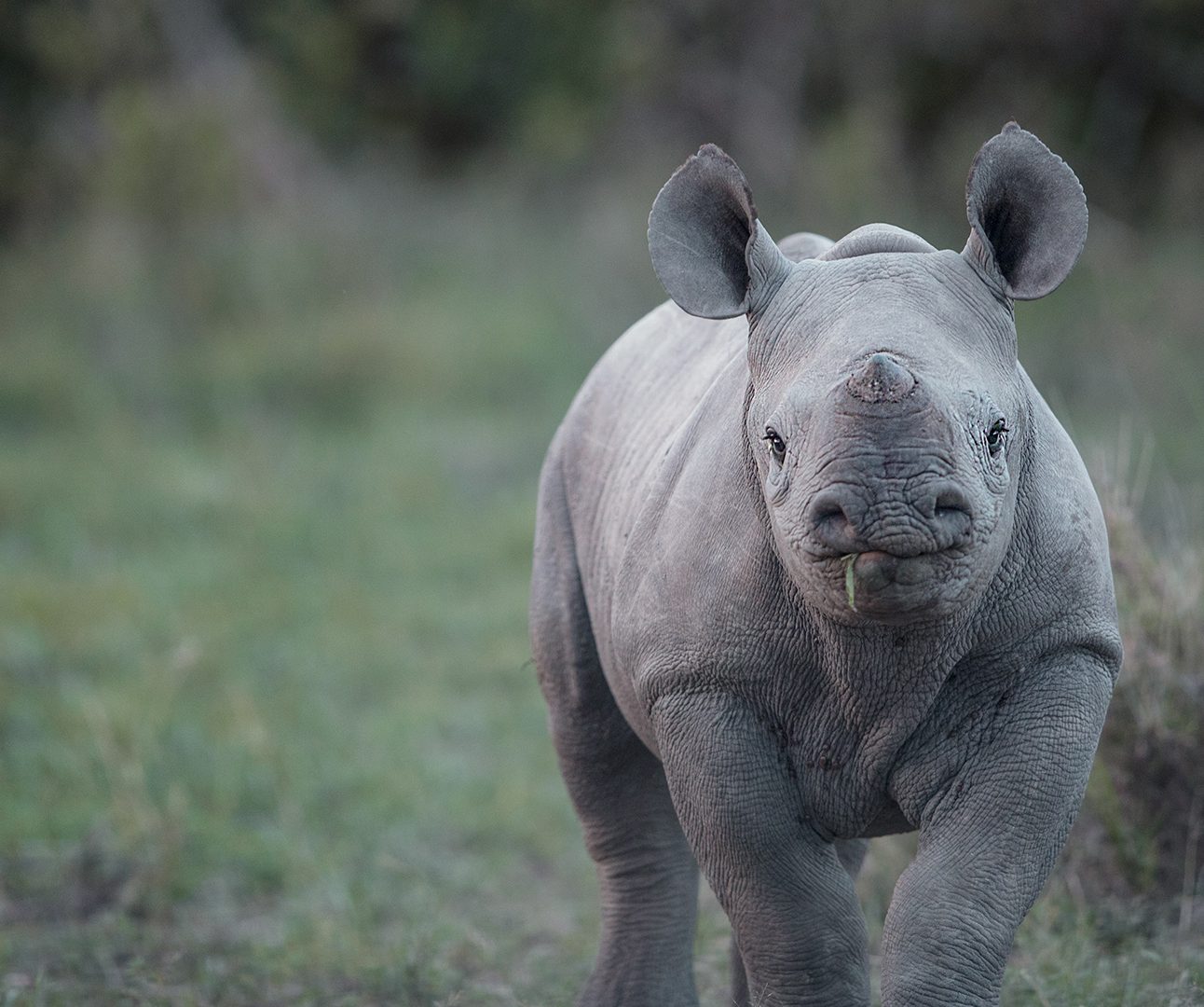 A baby rhino walking towards the camera