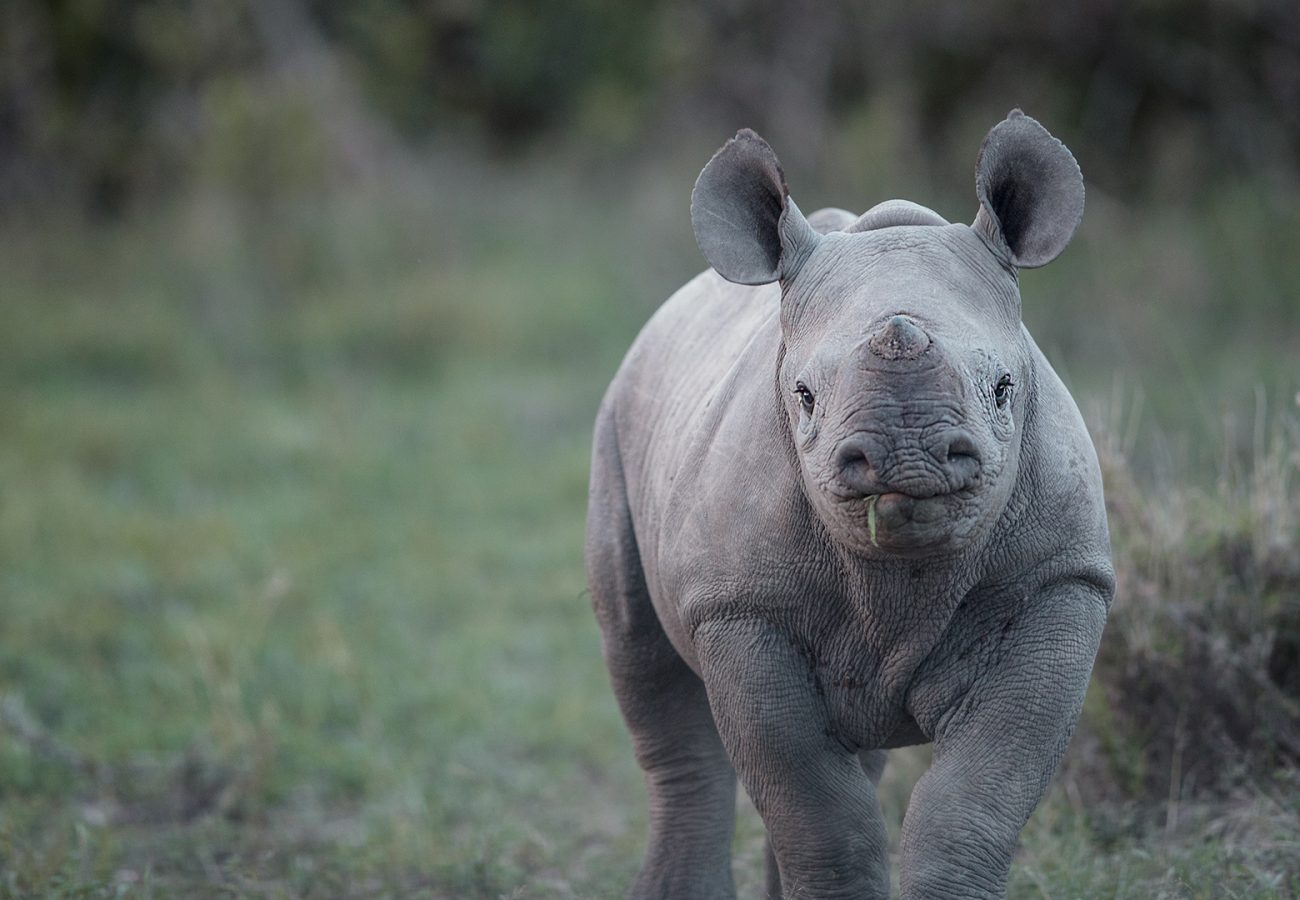 A baby rhino walking towards the camera