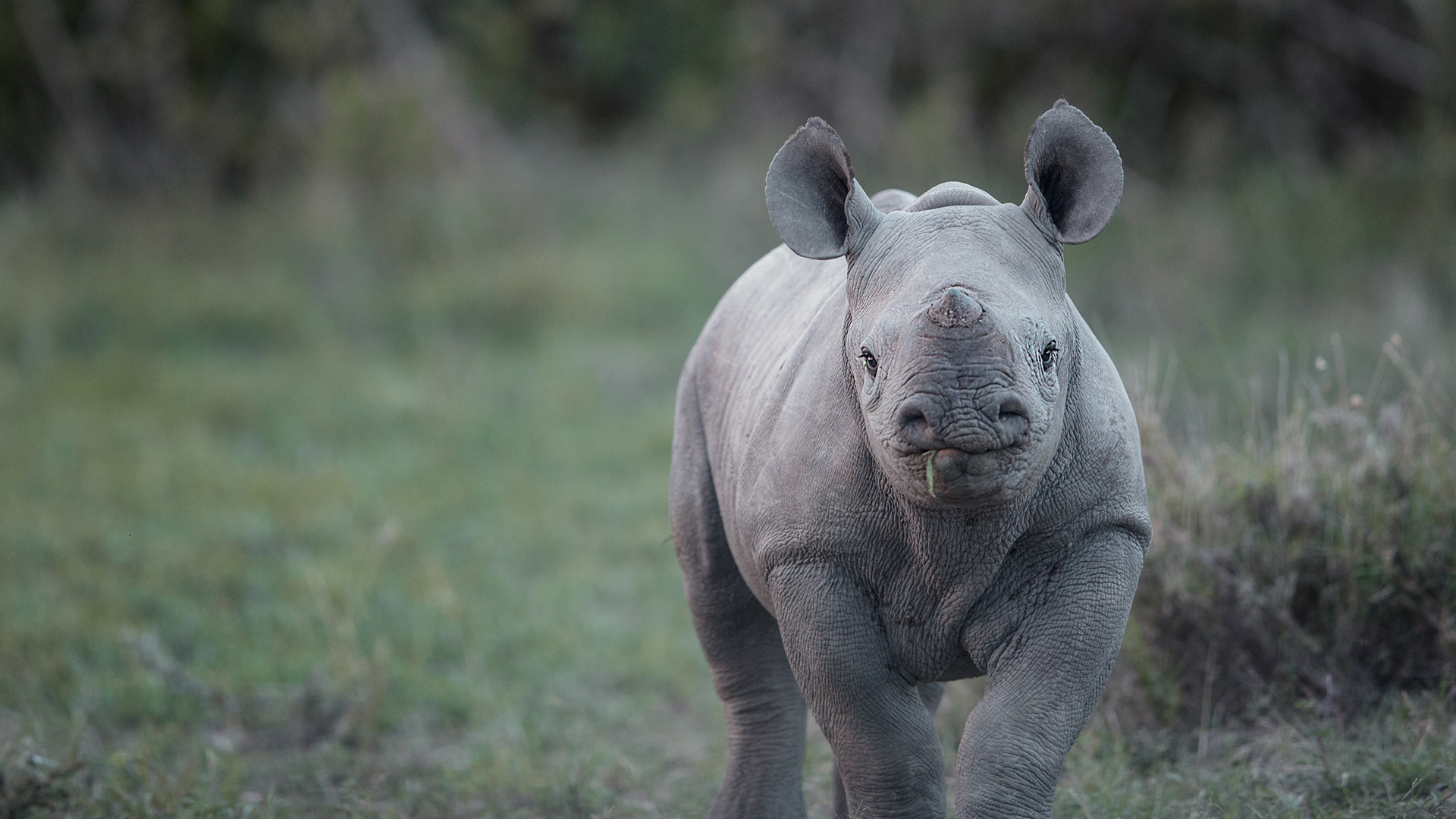 A baby rhino walking towards the camera