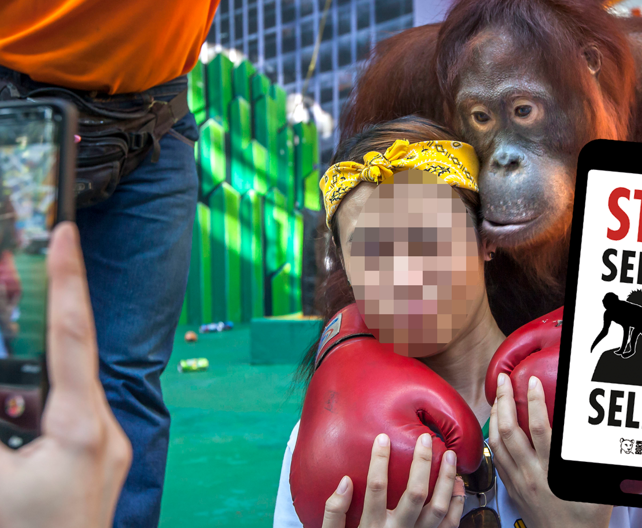 A girl poses for a photo with an orangutan in boxing gloves, with a graphic image of a mobile phone with the 'stop selfish selfies' logo.