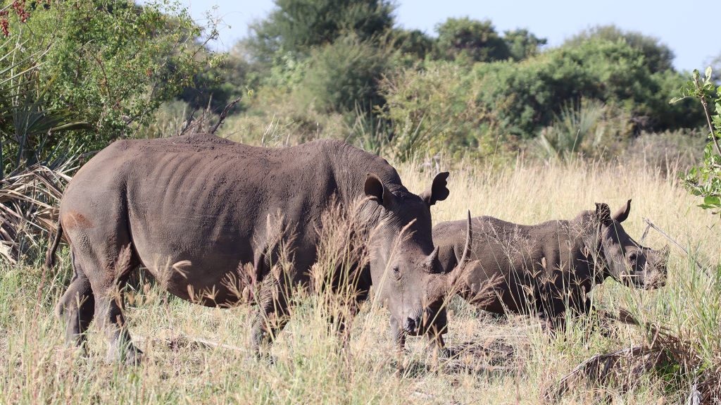 Tana, a white rhino, with her calf in Meru National Park