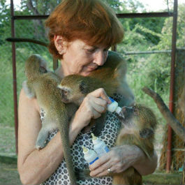 Anna Tolan bottle-feeding baby monkeys