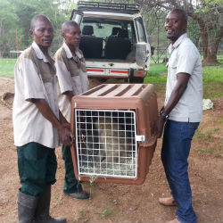 Cosmas Mumba and colleagues lift a travelling crate out of a car