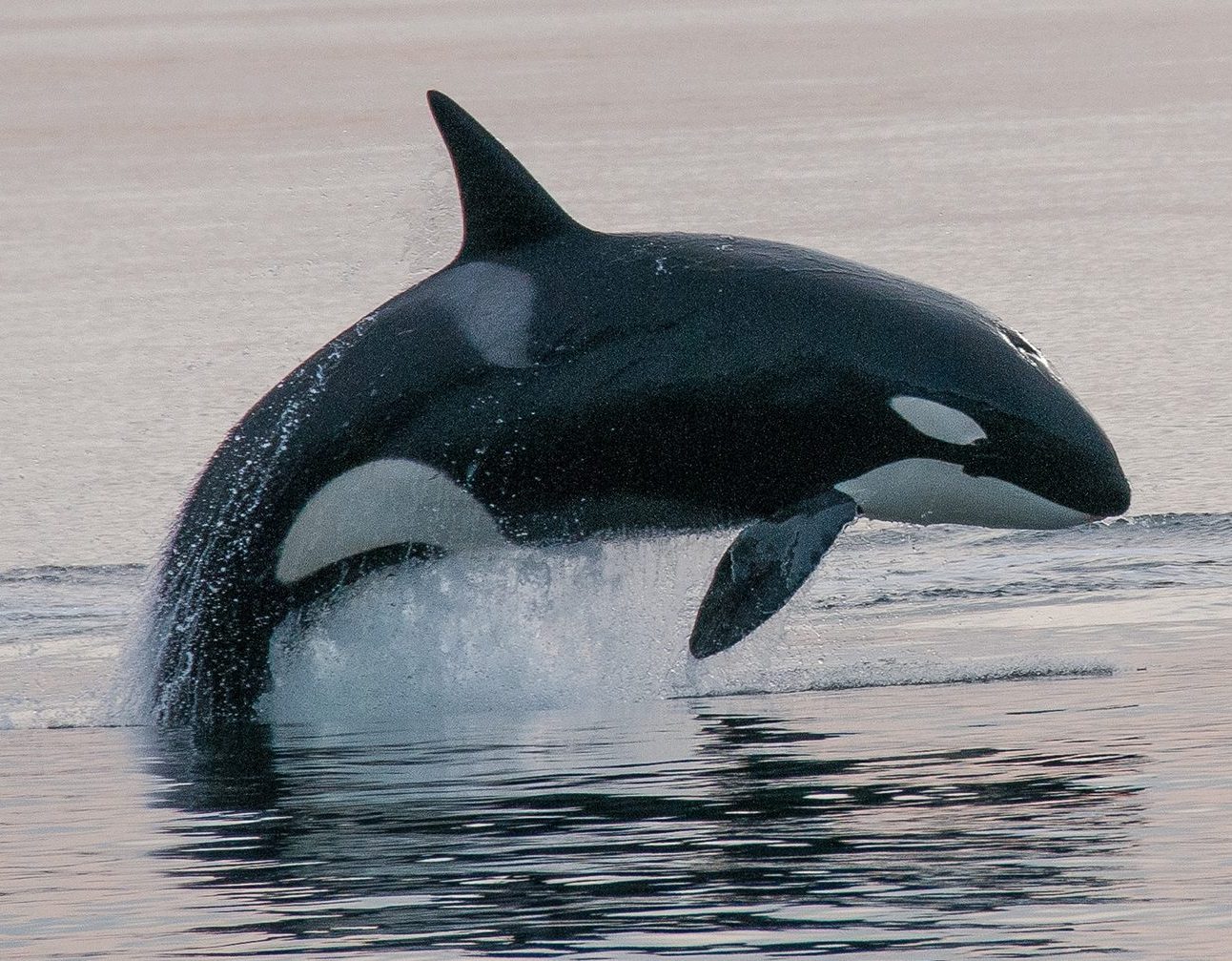 An orca leaping out of the water