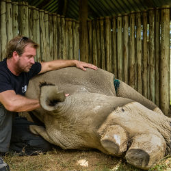 Dan Richardson sitting next to a sleeping rhino
