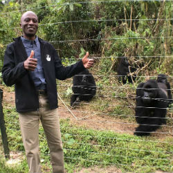 Jackson Mbeke pictured next to a group of gorillas in a sanctuary