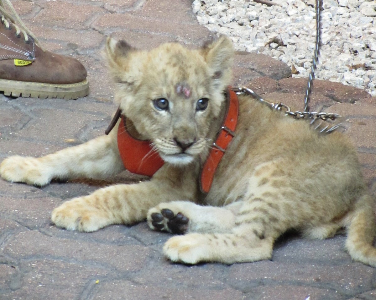 A young lion cub with a clear head injury, chained up to use as a photo prop