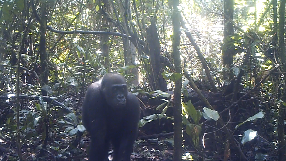 A camera trap photo of a gorilla in the forest