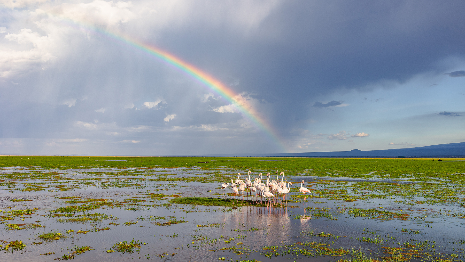 Landscape image of Amboseli, Kenya, with a group of flamingos wading in water and a rainbow in a cloudy sky