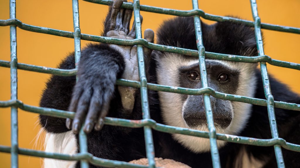 A black and white colobus monkey behind bars