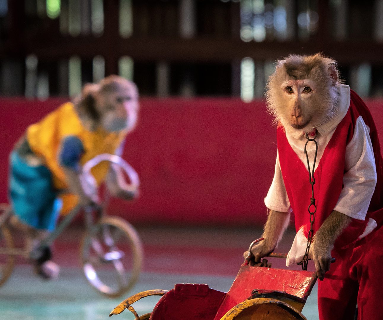 Two monkeys are dressed in clothes and riding bicycles