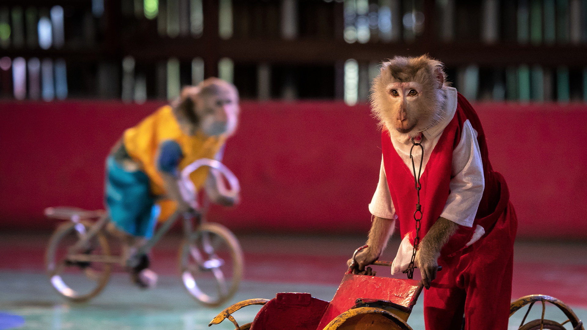 Two monkeys are dressed in clothes and riding bicycles