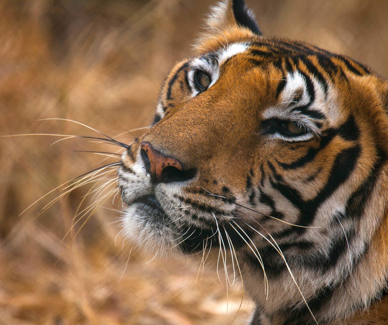 Close up of Bengal tiger Gopal with head slightly tilted looking up