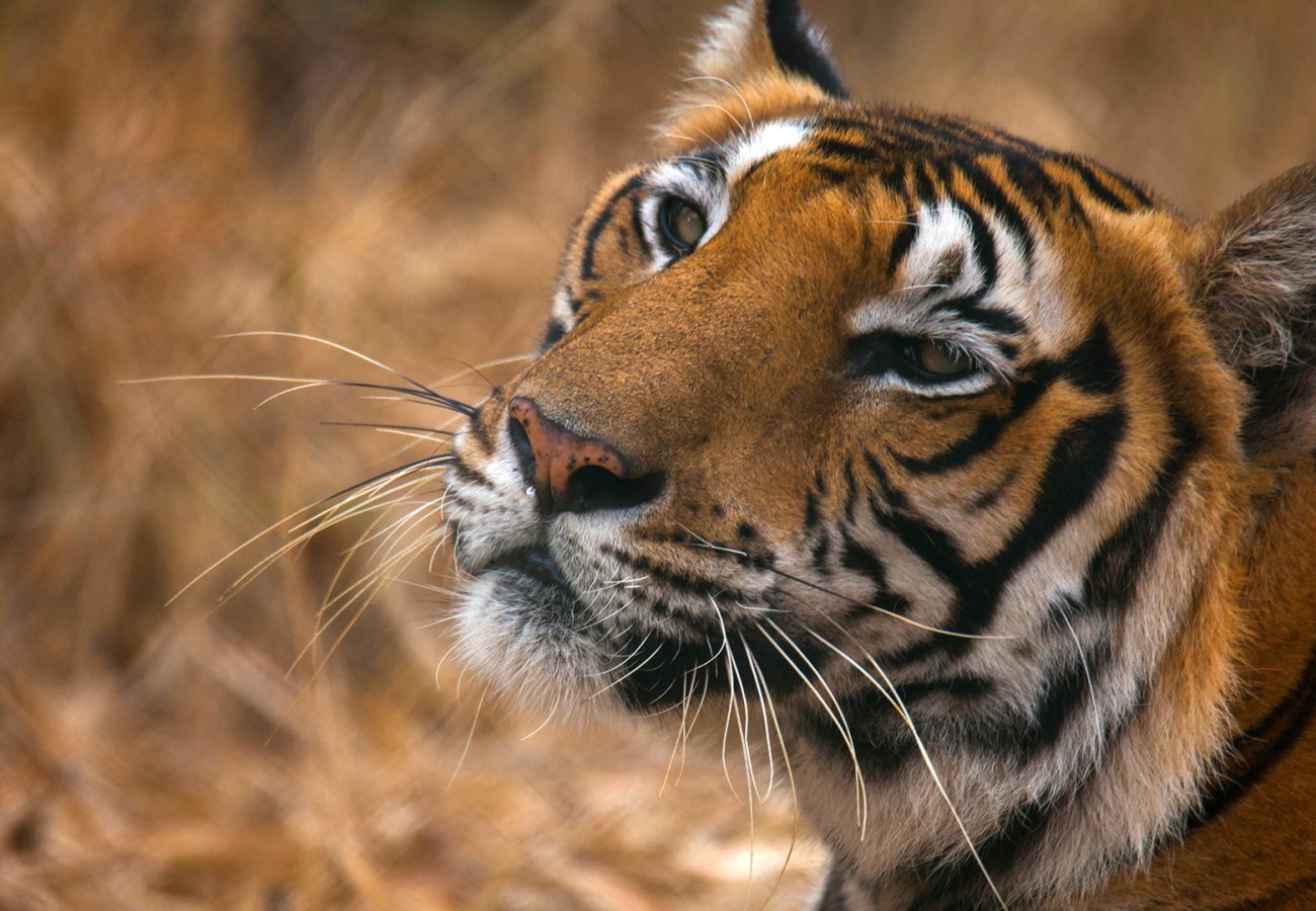 Close up of Bengal tiger Gopal with head slightly tilted looking up