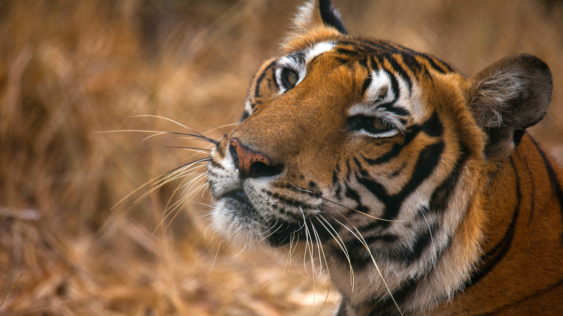 Close up of Bengal tiger Gopal with head slightly tilted looking up