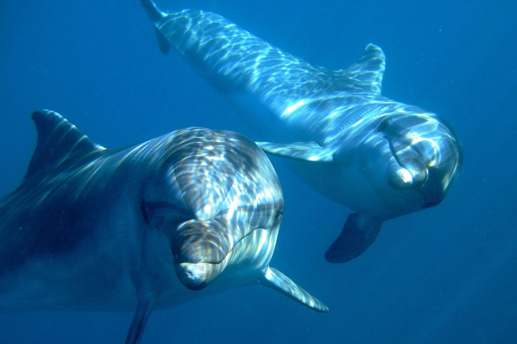 Dolphins Misha and Tom under water