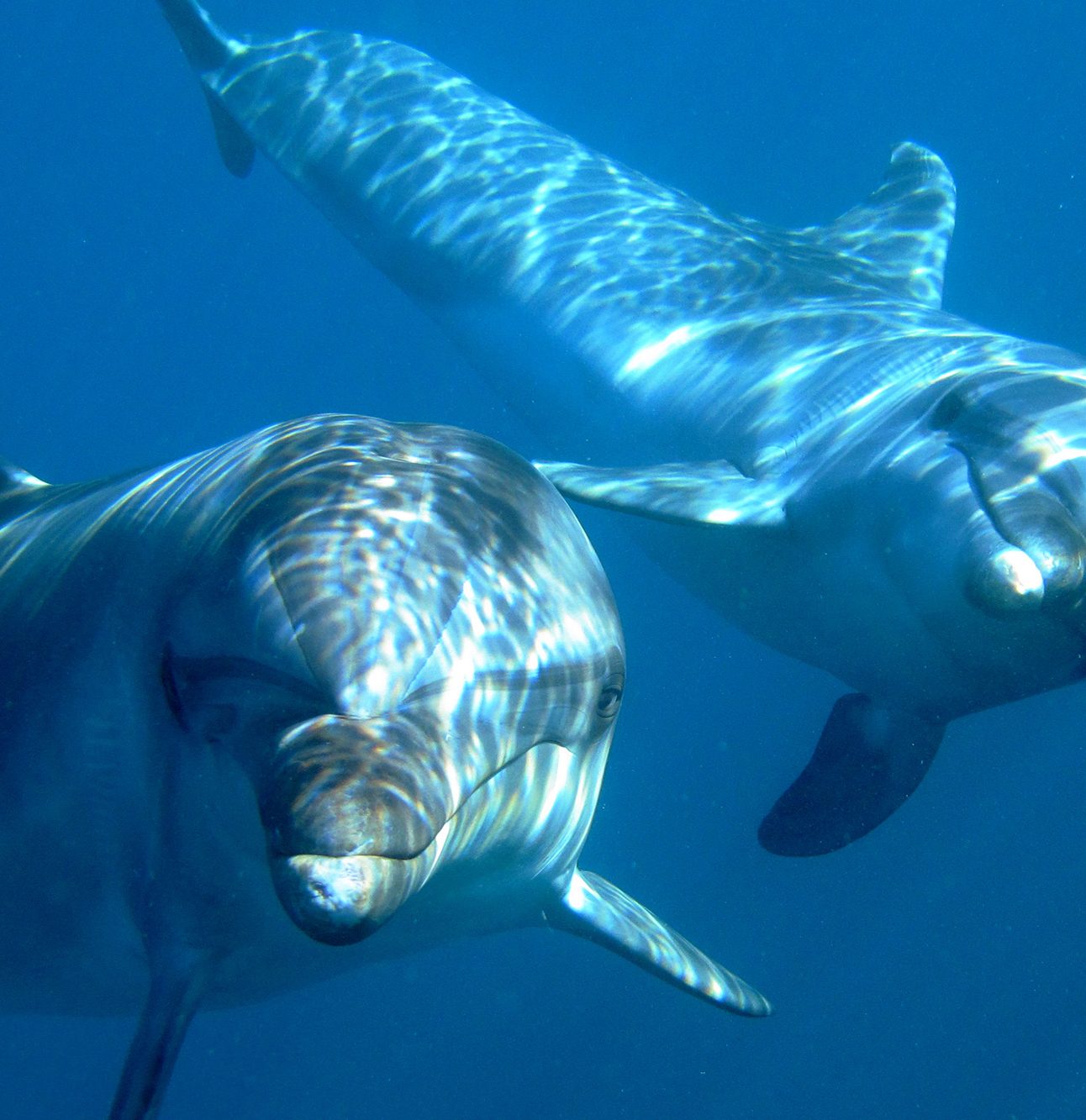 Dolphins Misha and Tom under water