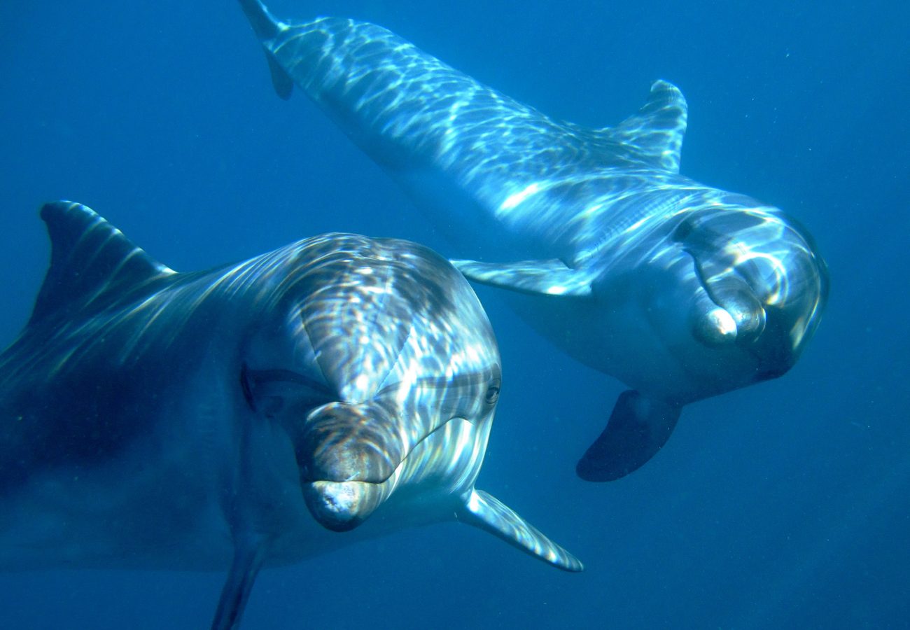 Dolphins Misha and Tom under water