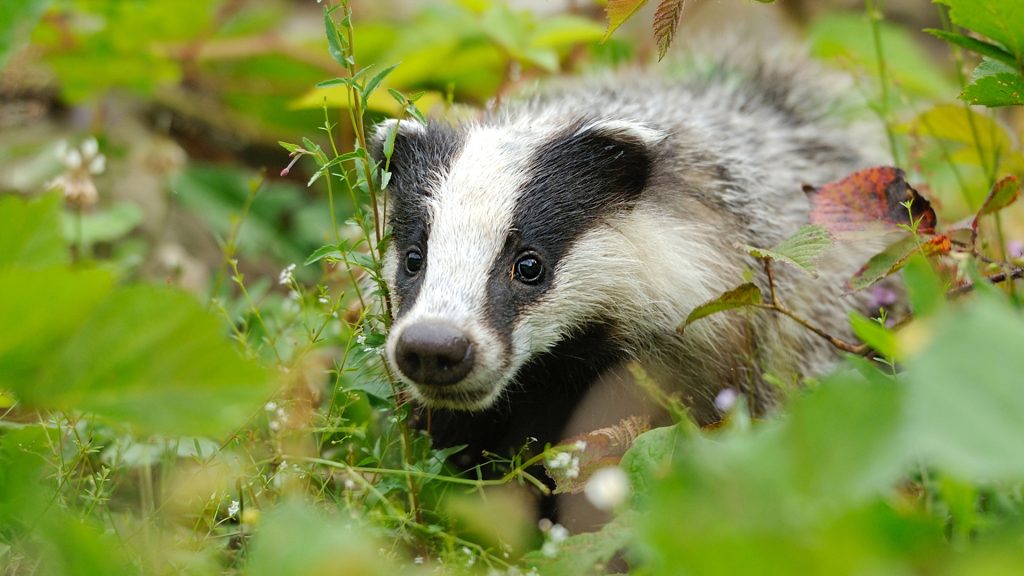 Close up of a badger with leaves in the foreground