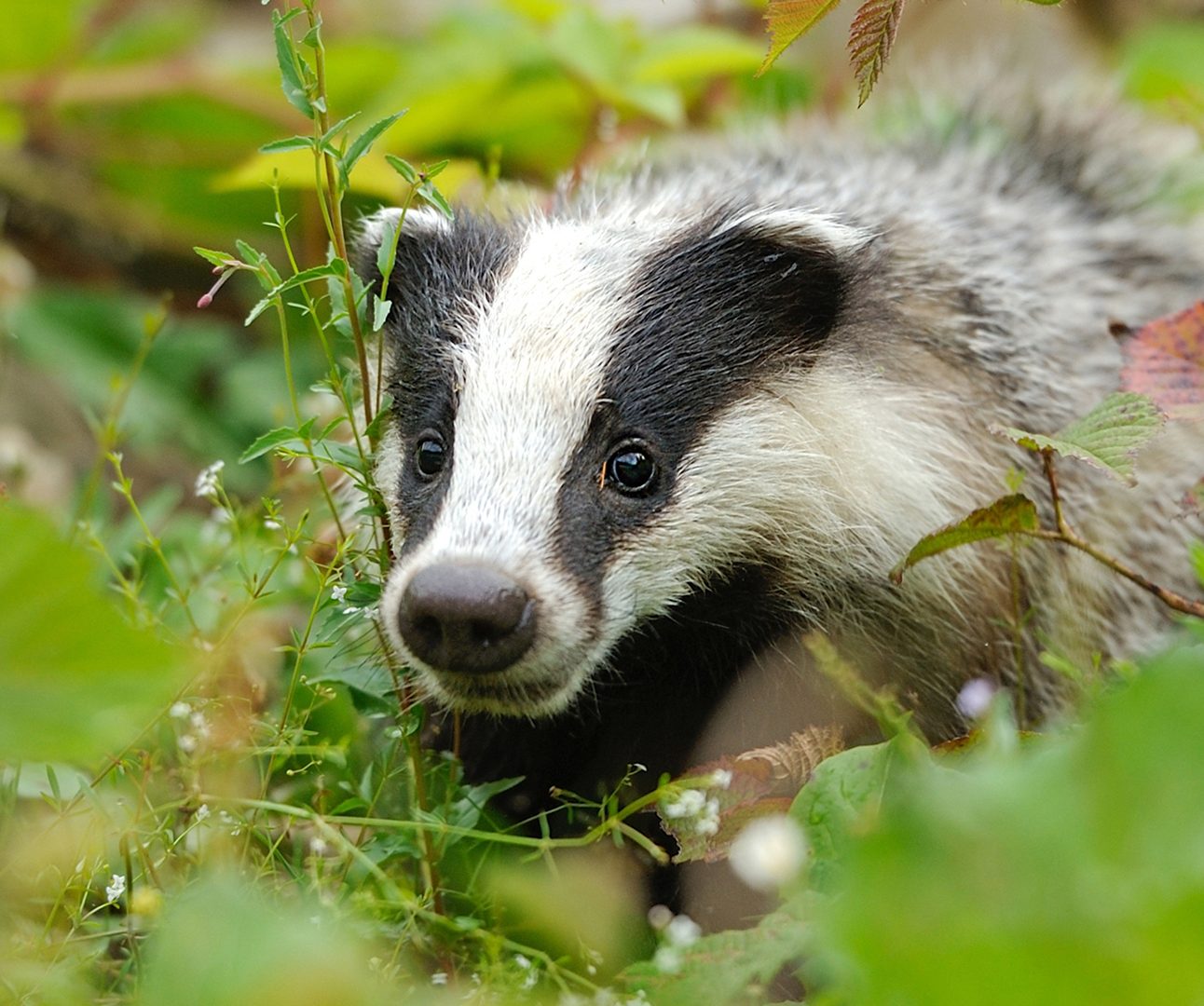 Close up of a badger with leaves in the foreground