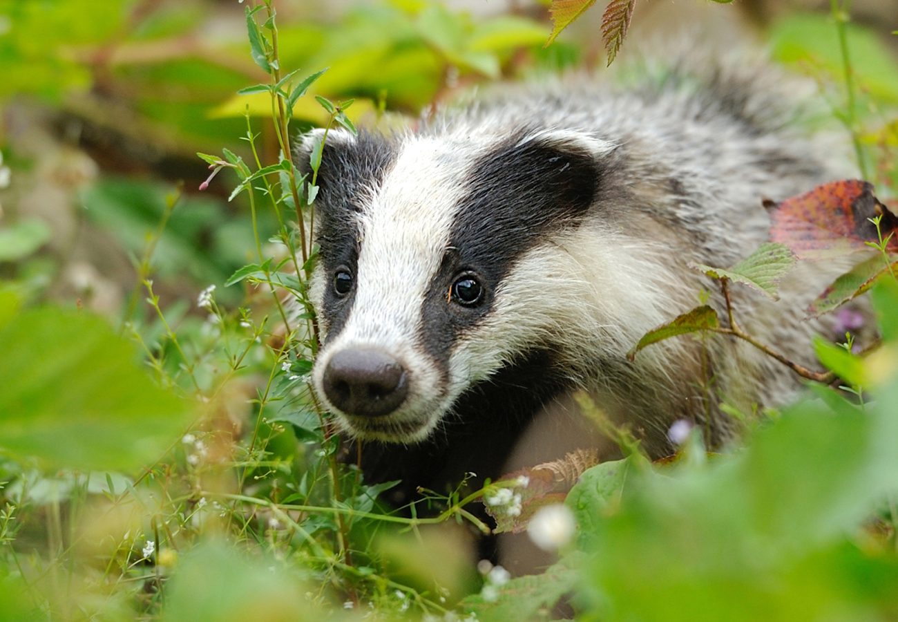 Close up of a badger with leaves in the foreground