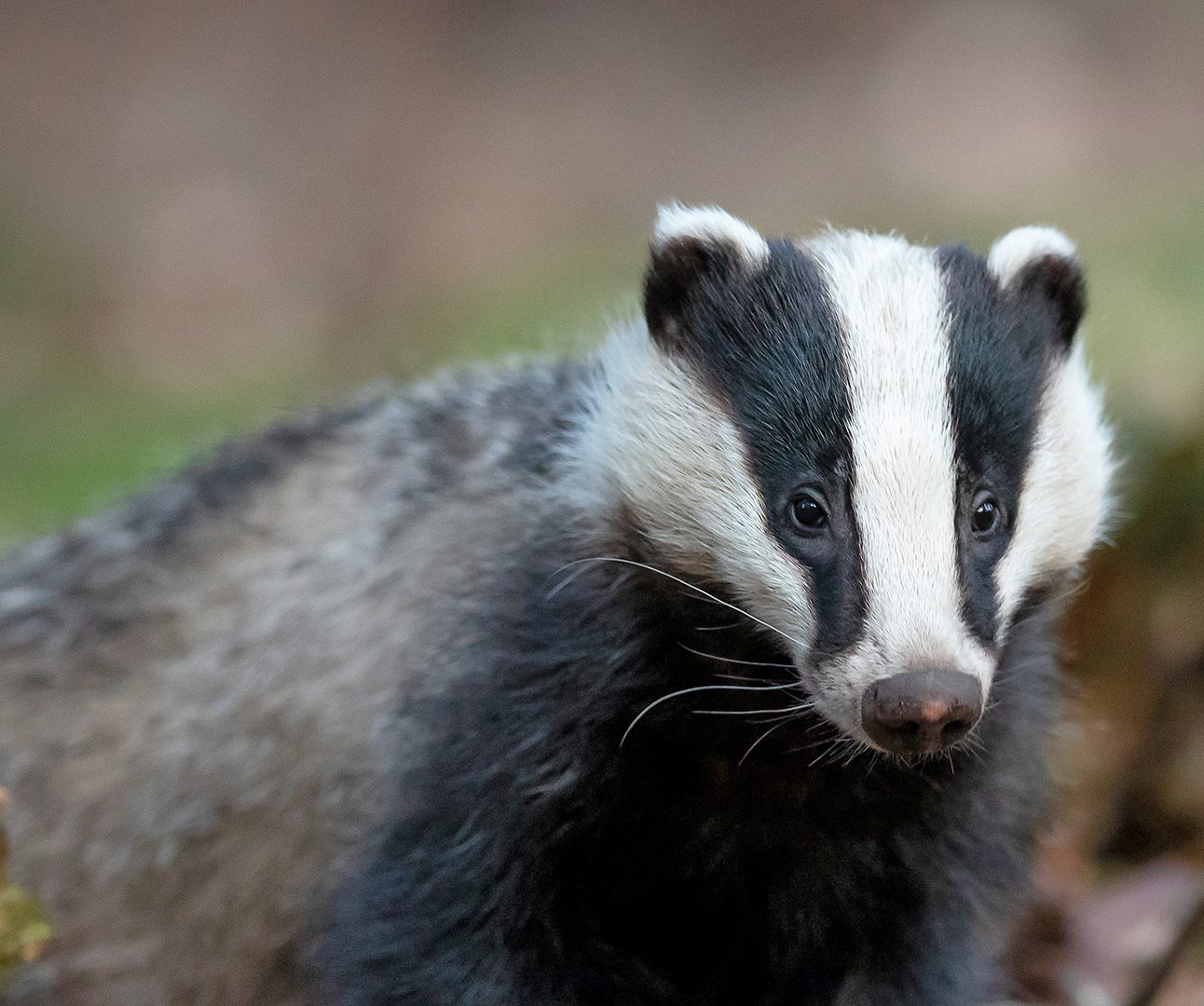 Close up of a badger standing up facing the camera