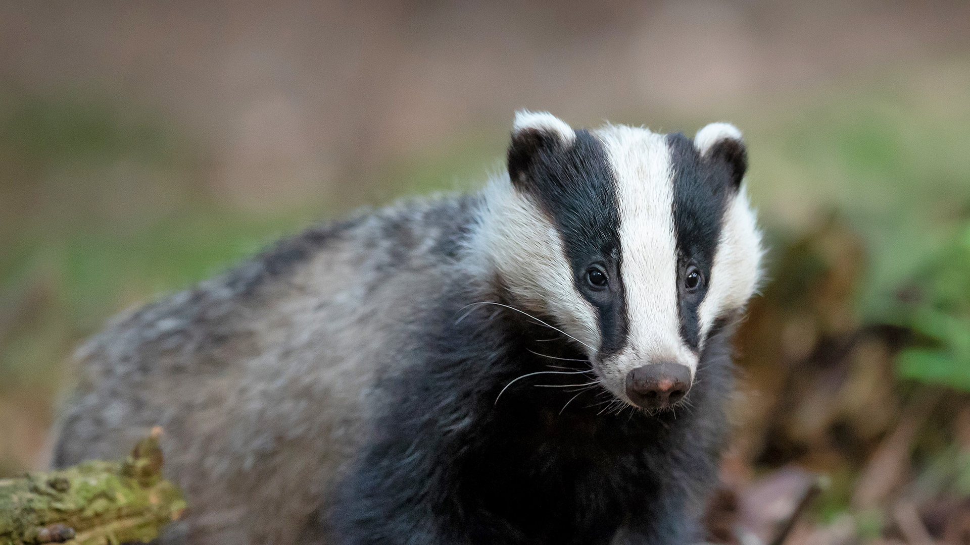 Close up of a badger standing up facing the camera