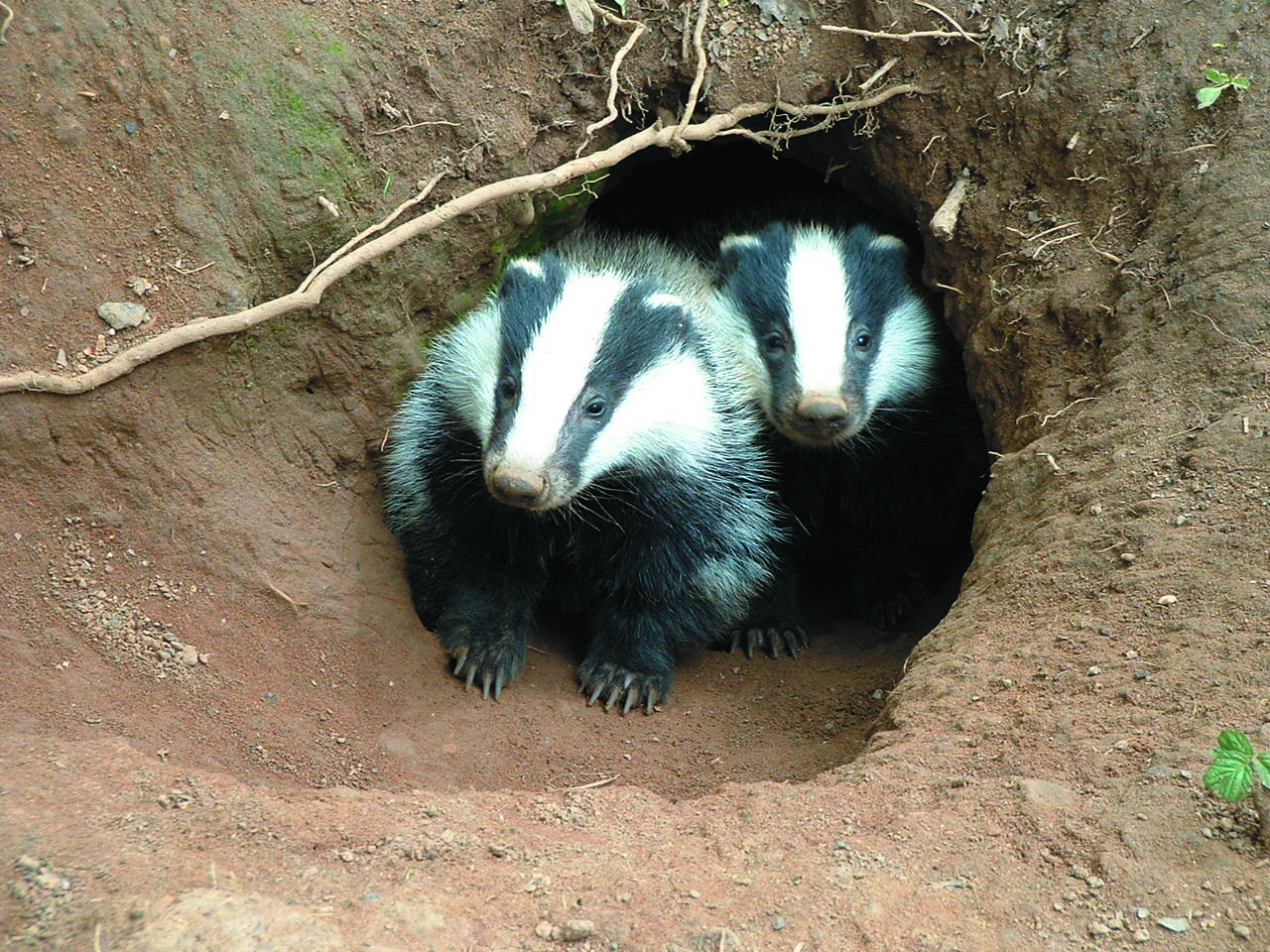 Two badgers are poking their heads our of a sett dug into the earth