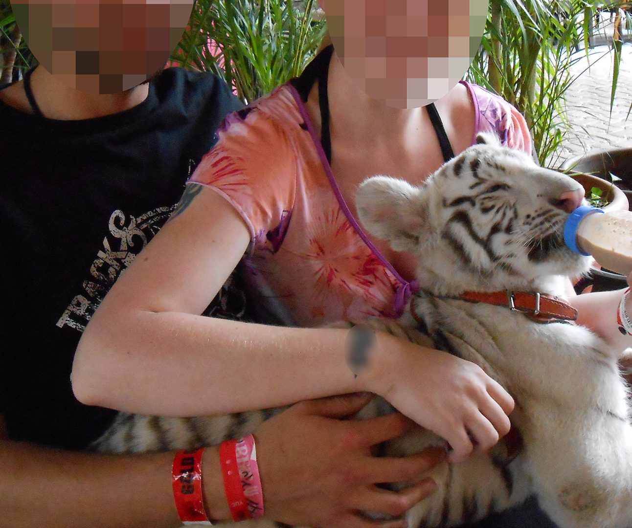 Two people holding bottle feeding a white tiger cub which is wearing a collar.