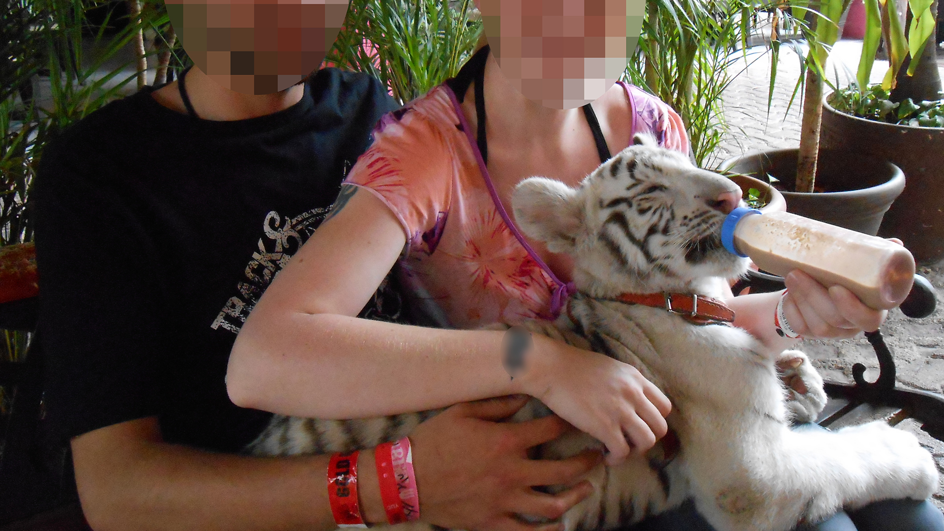 Two people holding bottle feeding a white tiger cub which is wearing a collar.