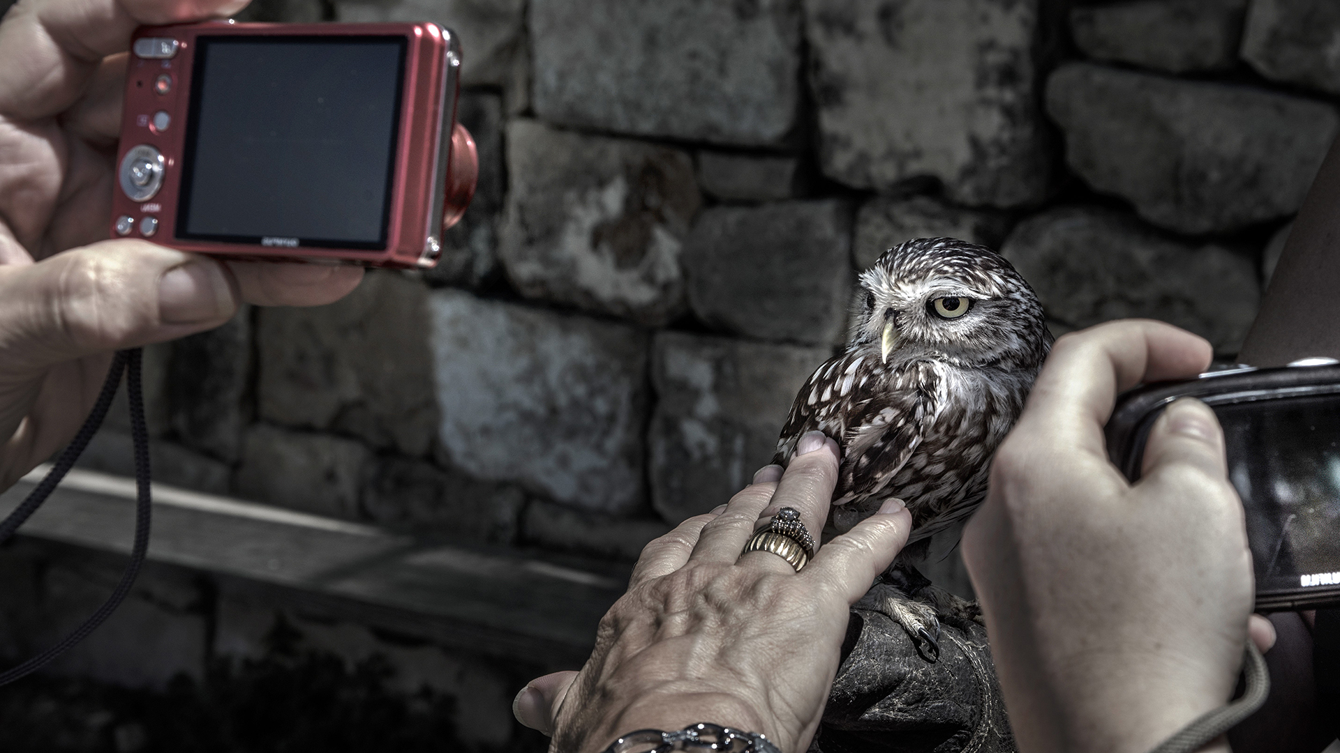 A photo of a small owl in a captive setting. People are taking close-up photos and touching the bird.