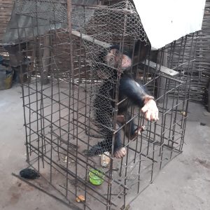 A chimpanzee is in a very small metal wire cage, with one arm outstretched through the bars