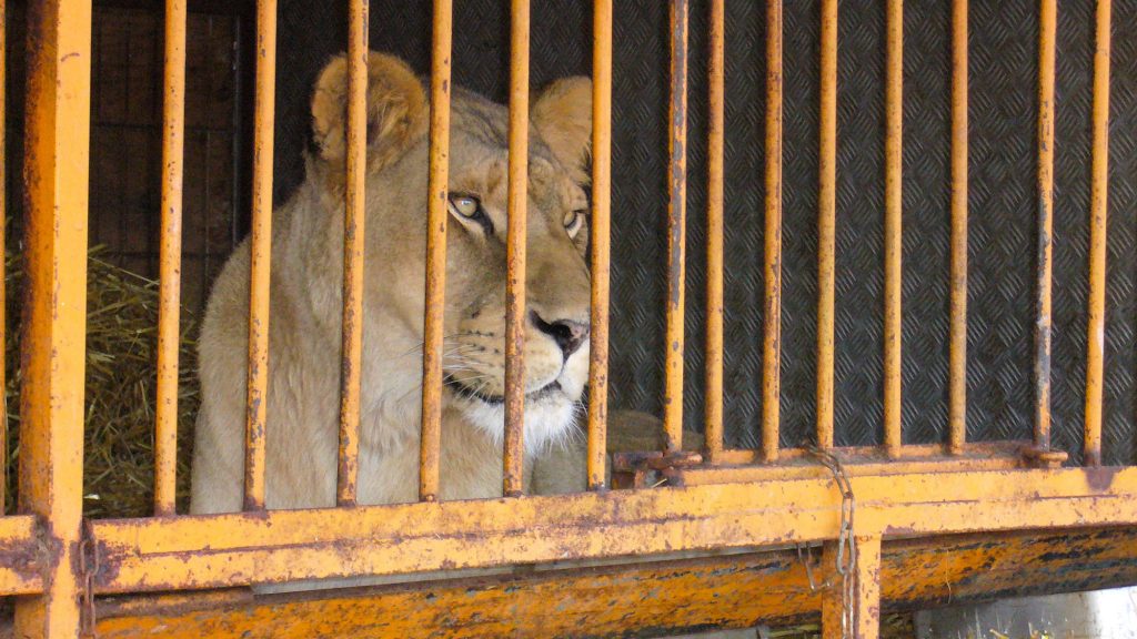 A lion looks out from between the wooden bars of a small cage